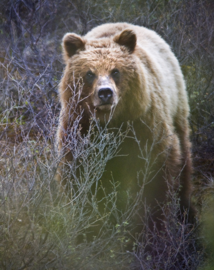 Alaskan bear