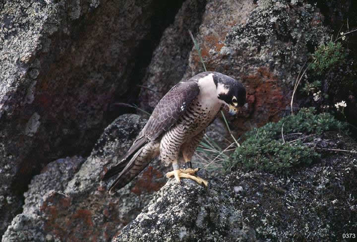 Alaska Falcon